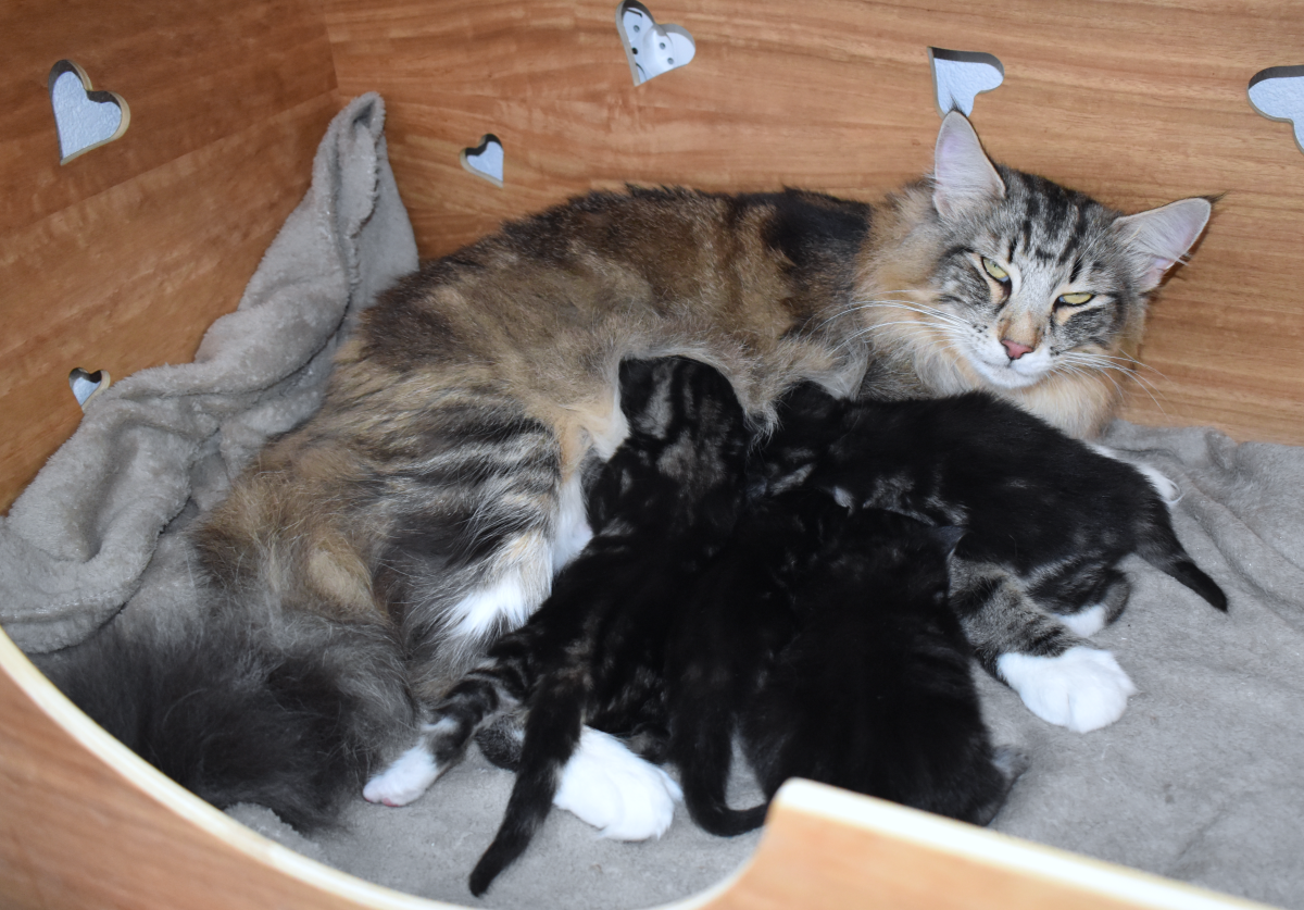 Naissance des chatons de Kára & Hurricane