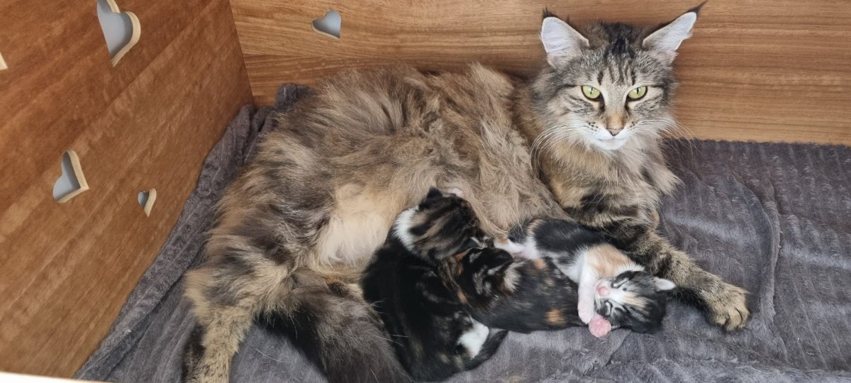 Naissance des chatons de Févi & Grand Filou